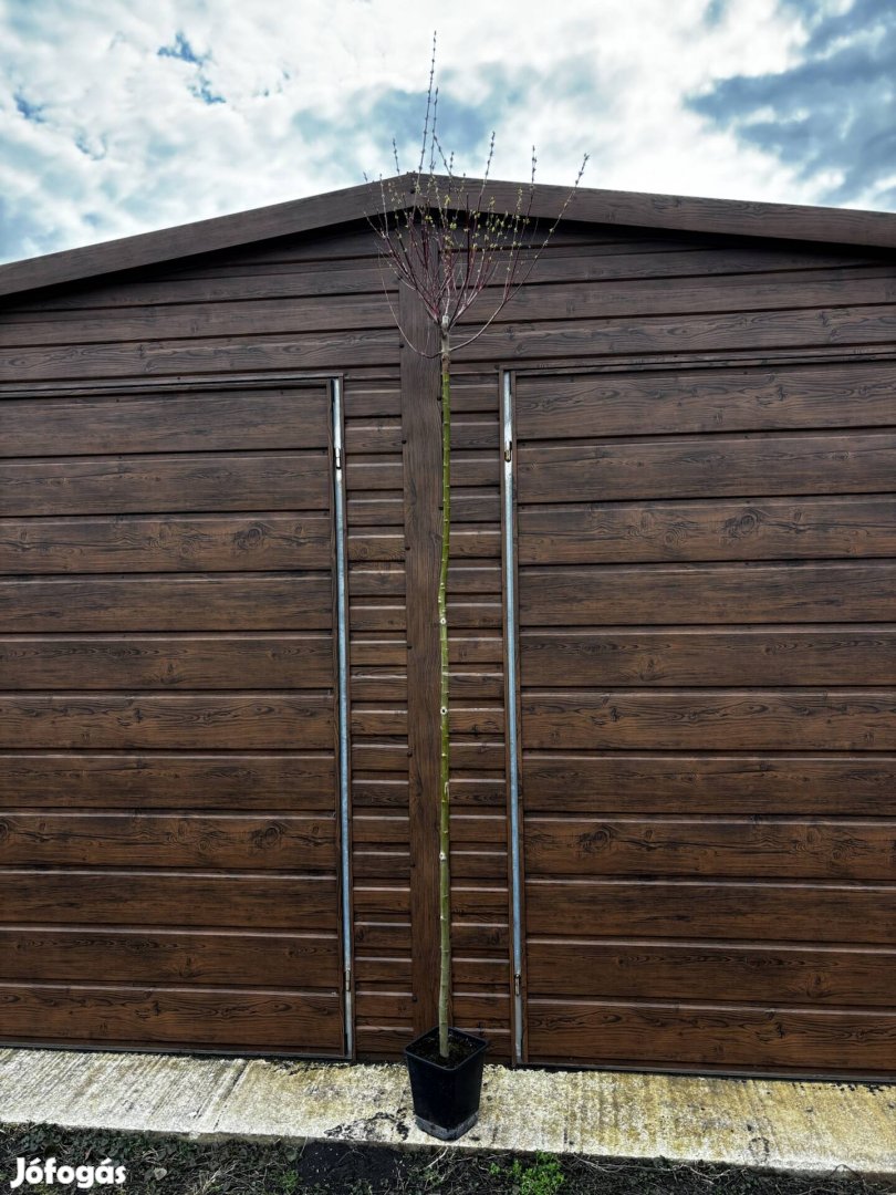 Extra nagy japánfűz 200cm