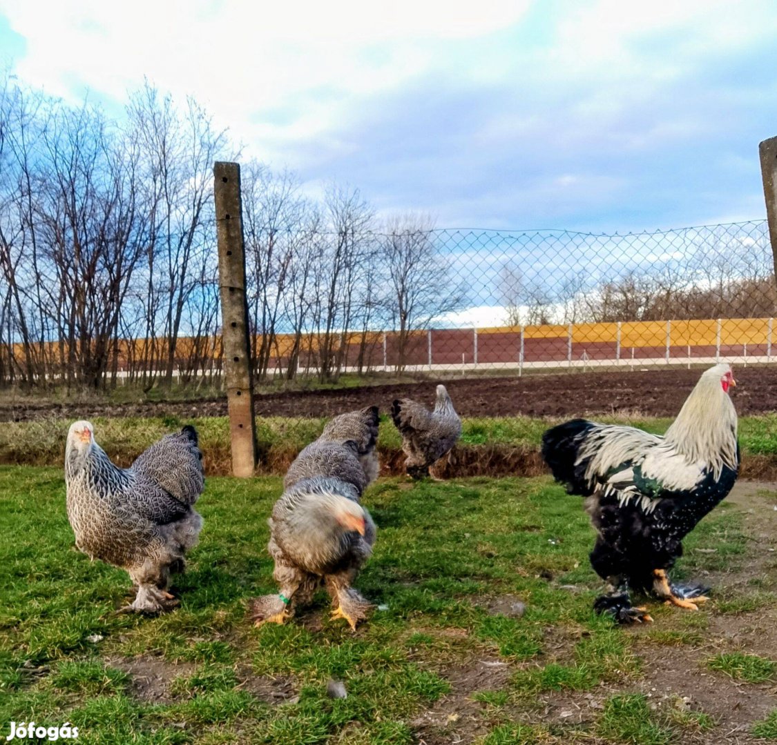 Ezüst Fogoly Brahma Kakas