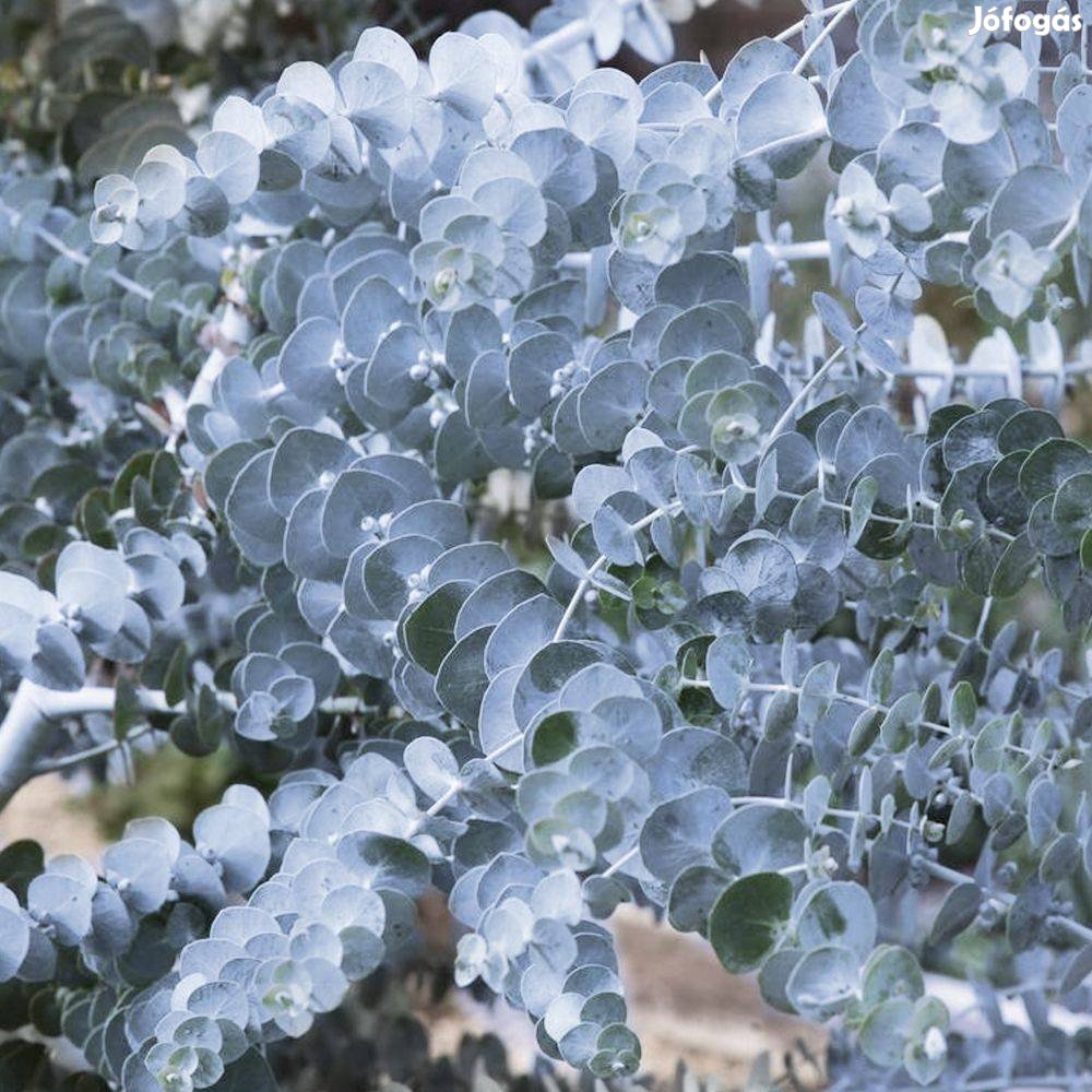 Ezüst dollár havasi eukaliptusz (Eucalyptus gunnii Silver Dollar)
