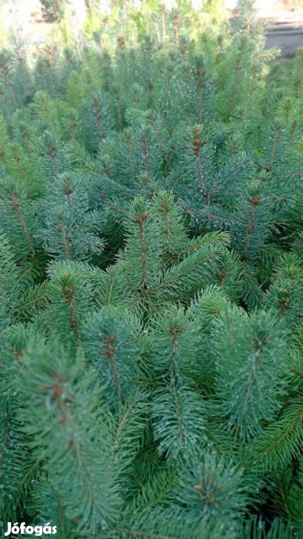 Ezüst fenyő kont.csemete eladó