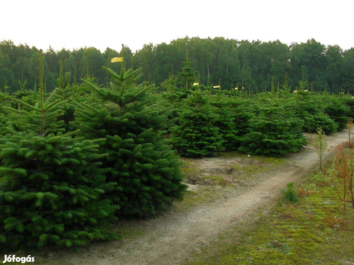 Ezüstfenyő, Nordmann fenyőfa, normand fenyő, lucfenyő, karácsonyfa luc