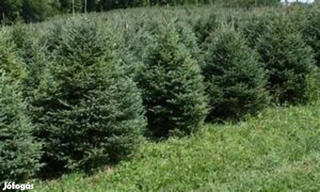 Ezüstfenyő, Nordmann fenyőfa, normand fenyő, lucfenyő, karácsonyfa luc