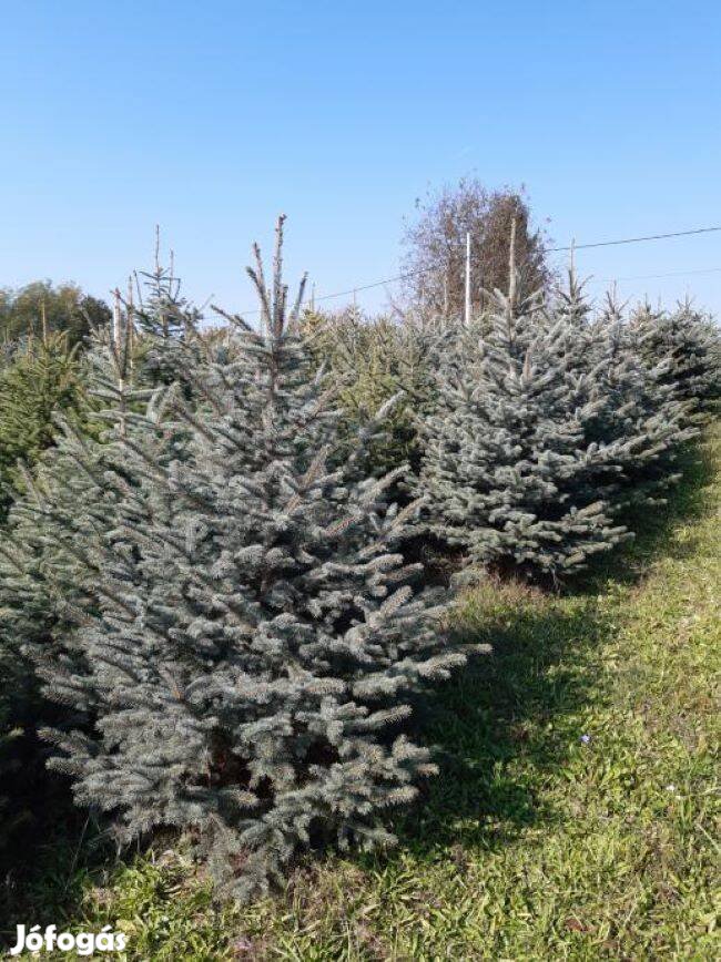 Ezüstfenyő, ezüst fenyő, picea pungens glauca