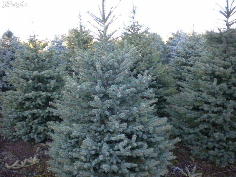 Ezüstfenyő, ezüst fenyő, picea pungens glauca, normand, nordmann, luc