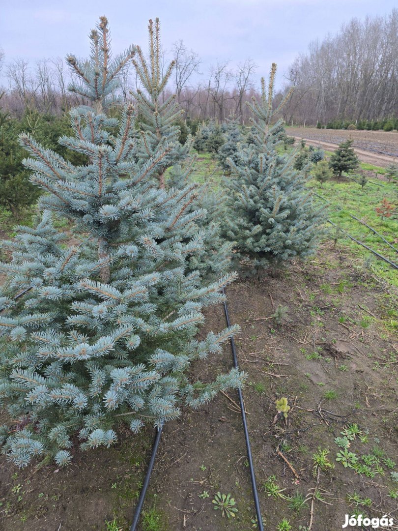 Ezüstfenyő töves földről választható