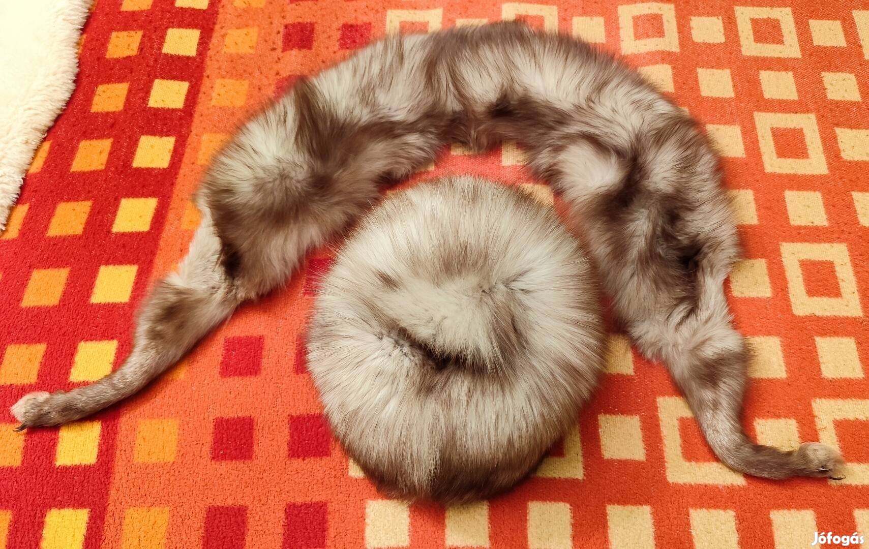 Ezüstróka kucsma és gallér