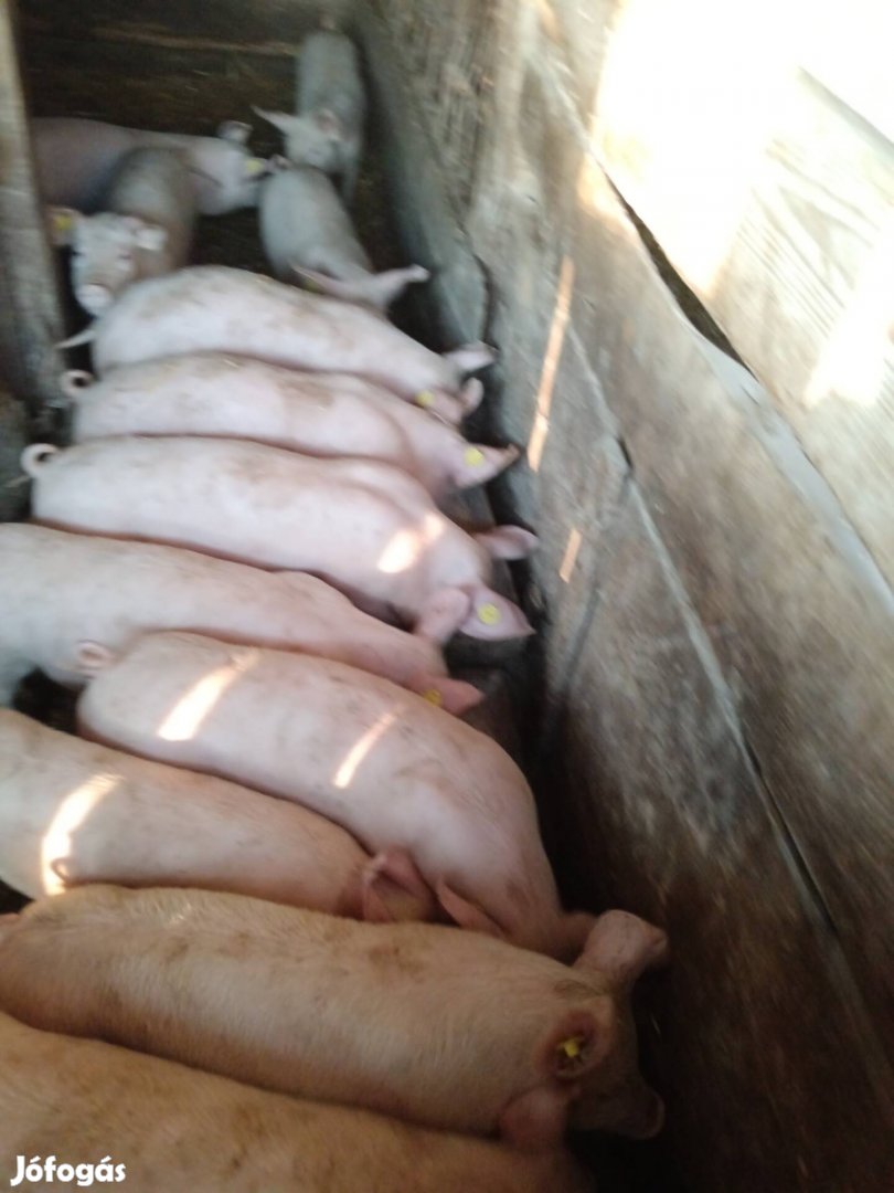 F 1 malacok eladók .