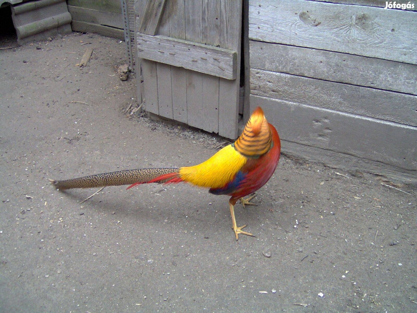 Fácán eladó aranyfácán és gyémántfácán