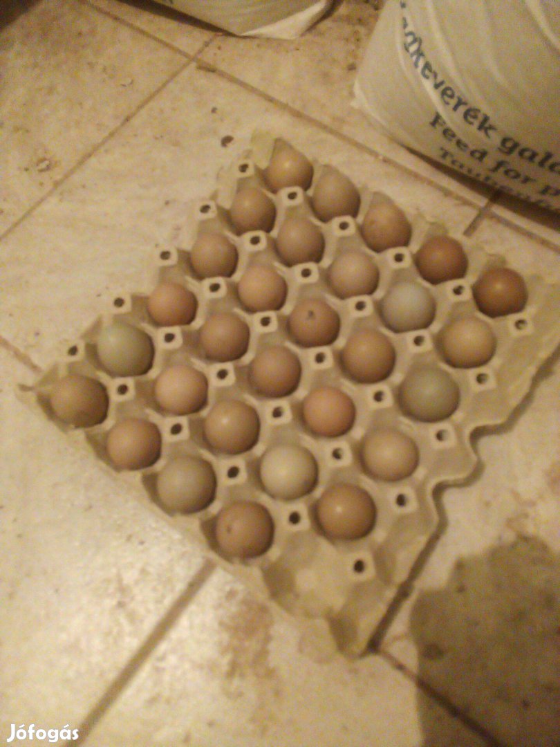 Fácán tojás keltetésre