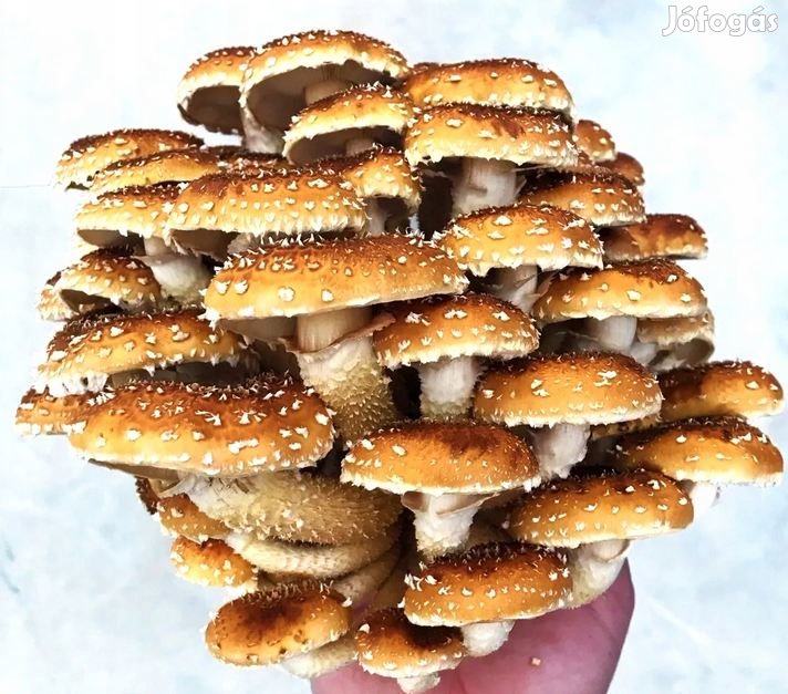 Fagyasztva Szárított GesztenyeízŰ Gomba 100g 6342