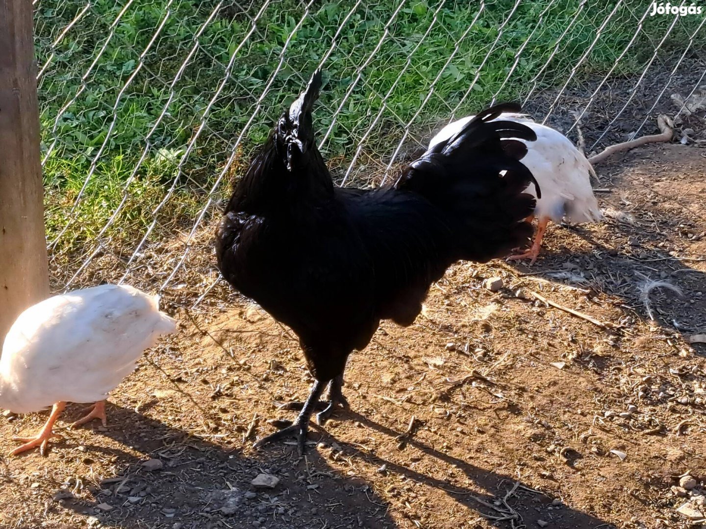 Fajtatiszta Ayam Cemani kakas(8 hónapos)