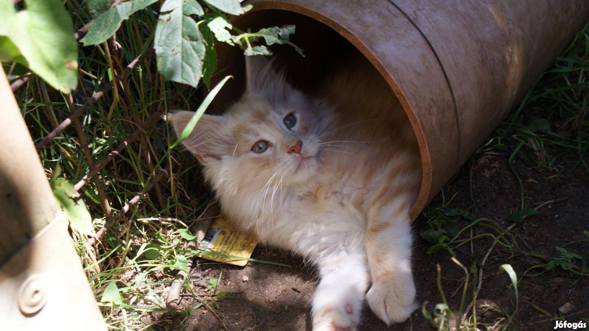 Fajtatiszta Maine Coon kiscica Tenyésztőtől Törzskönyvvel