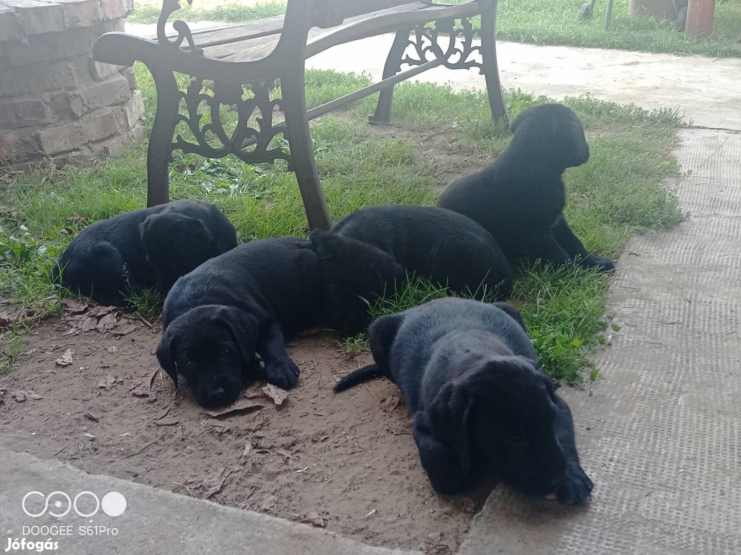 Fajtatiszta jellegű Labrador  kiskutyák ingyen elvihető 