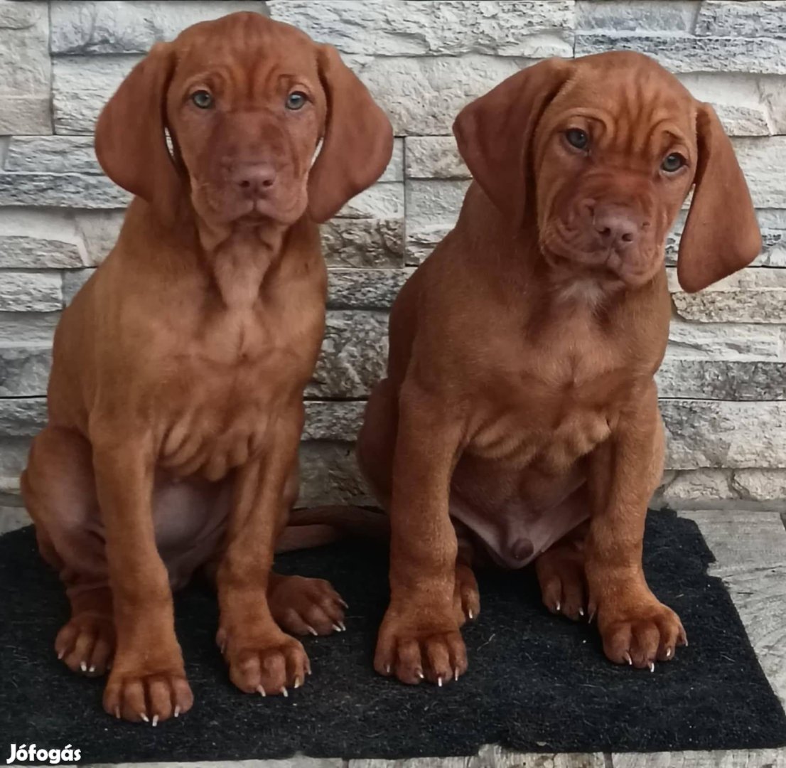 Fajtatiszta jellegű Magyar vizsla kiskutyák örökbefogadhatók