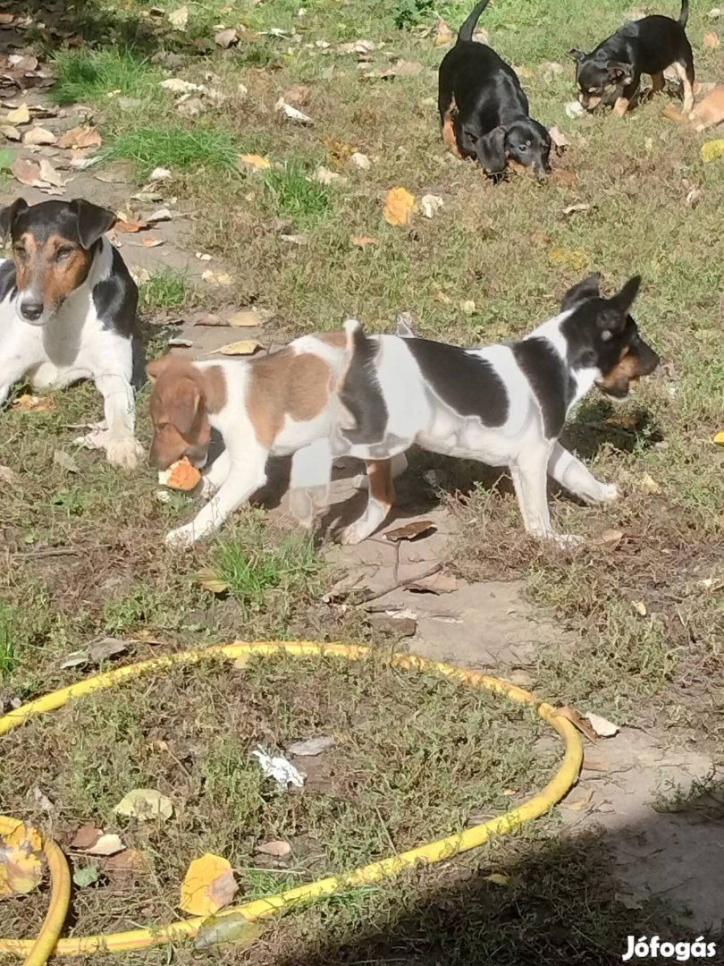 Fajtatiszta jellegű foxterrier ingyen örökbe fogadható 