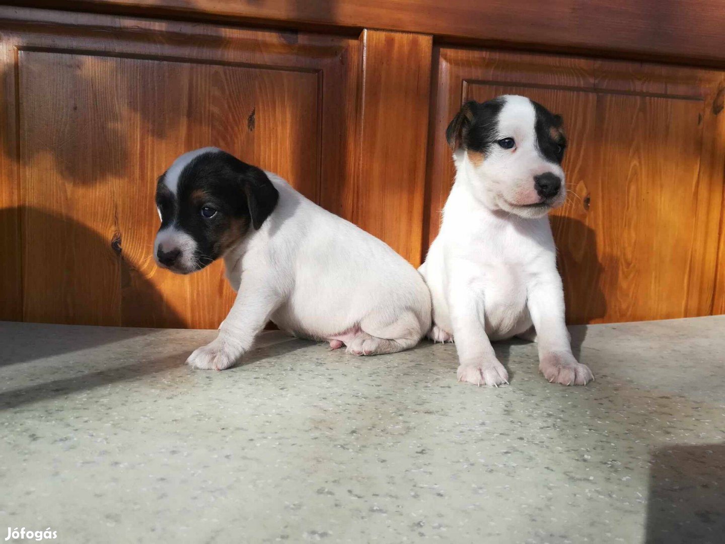 Fajtatiszta jellegű foxterrier kölyök kutyák ingyen elvihetők