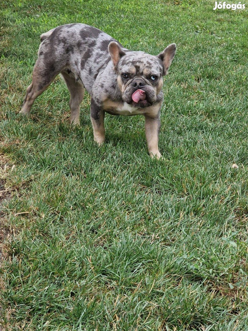 Fajtatiszta jellegű francia bulldog szuka