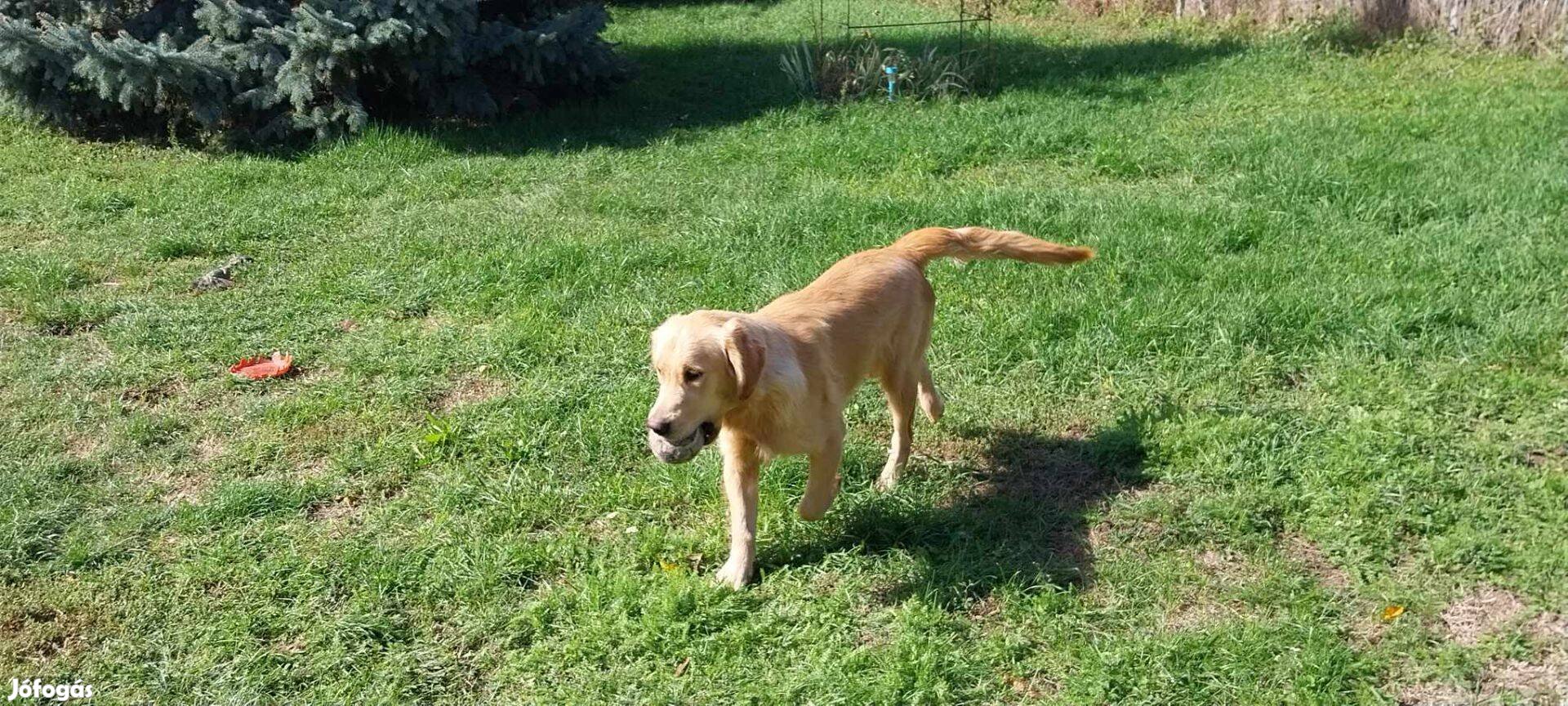 Fajtatiszta jellegű golden retriever