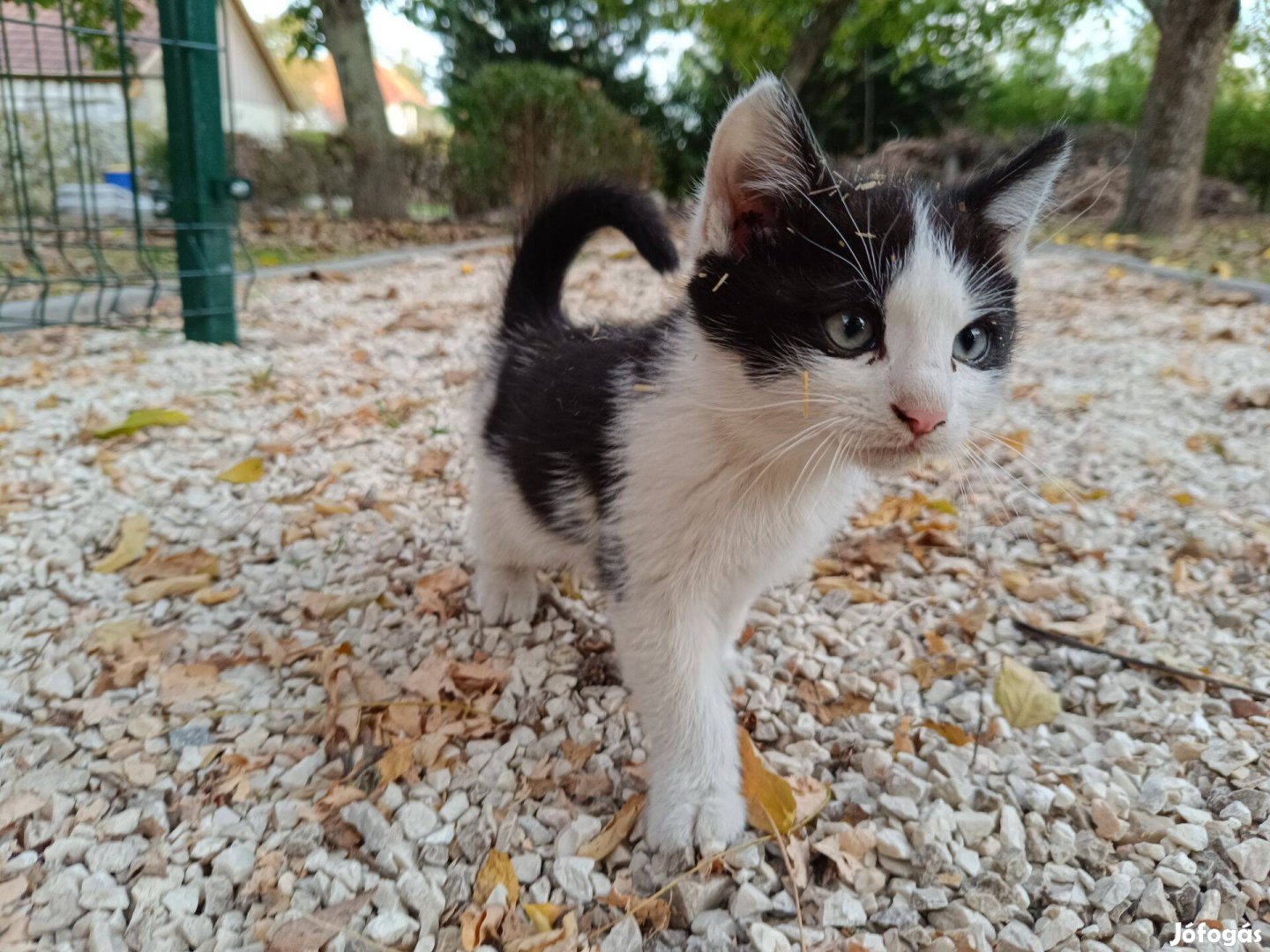 Fajtatiszta jellegű kismacska ingyen örökbefogadható