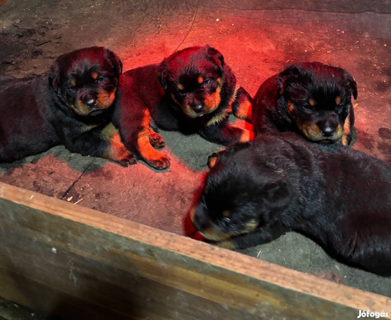 Fajtatiszta jellegű rottweiler kiskutyák ingyen elvihetők