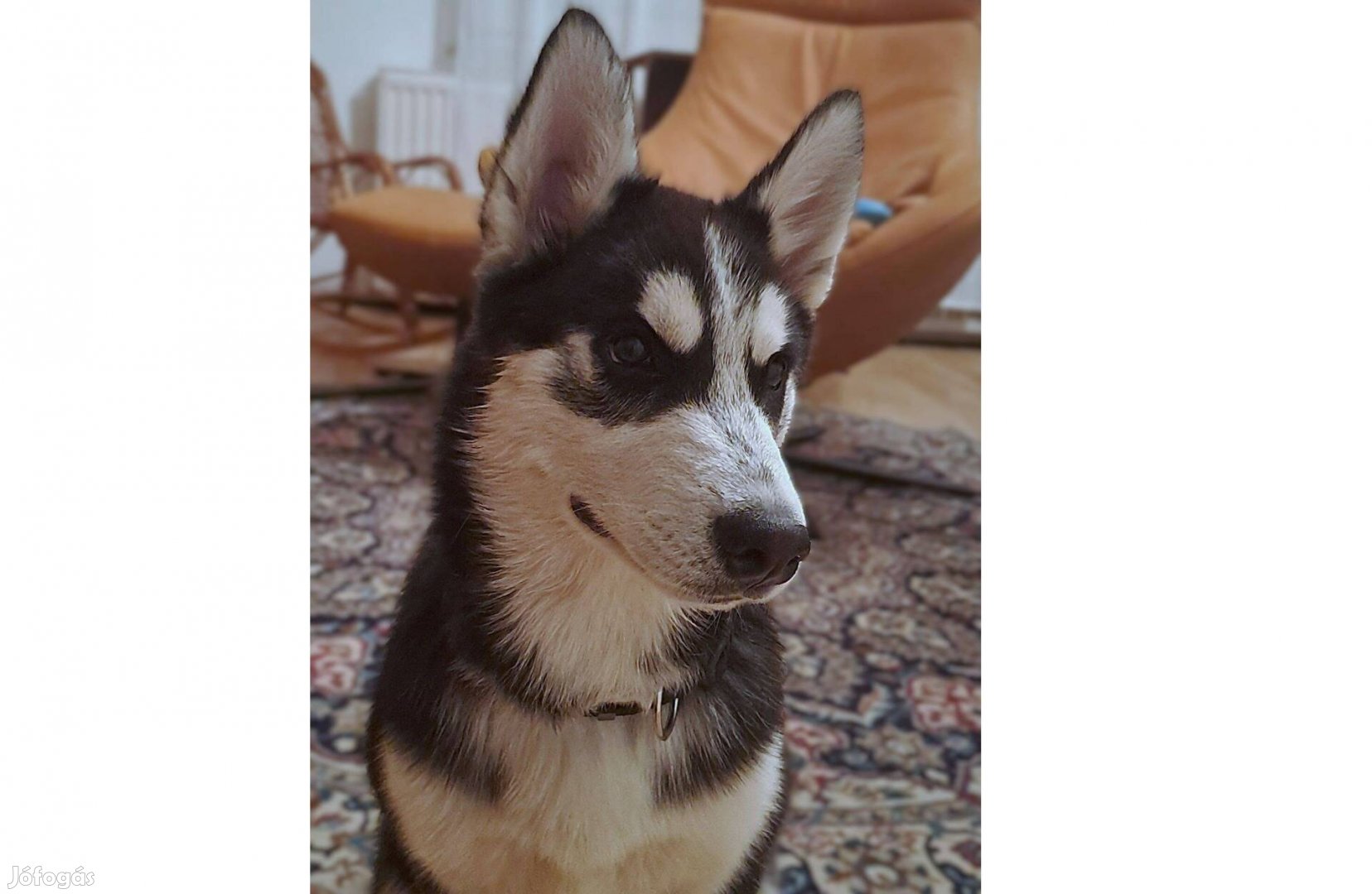 Fajtatiszta jellegű szibériai husky eladó