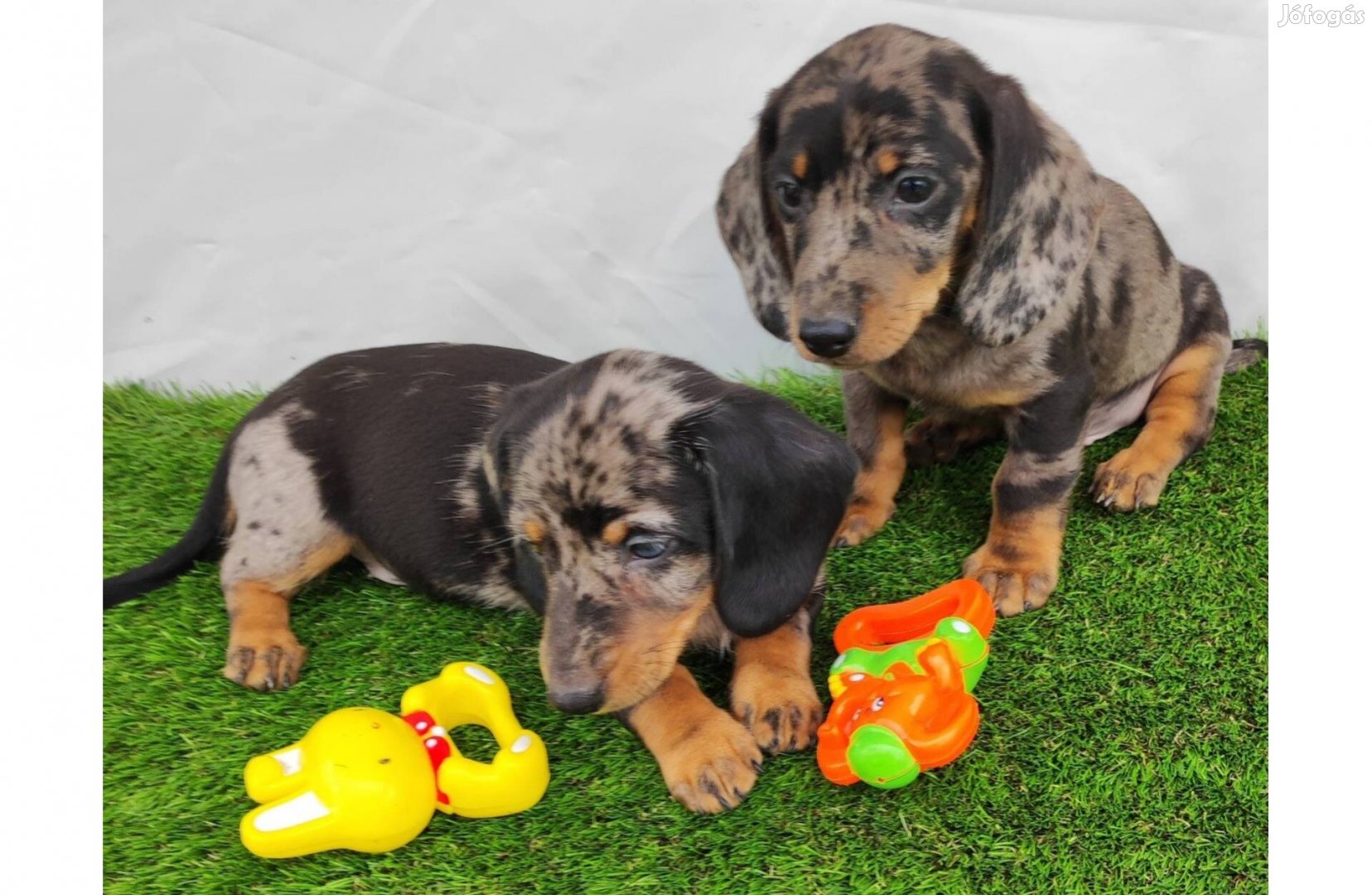 Fajtatiszta jellegű törpe,standard,kaninchen tacskó