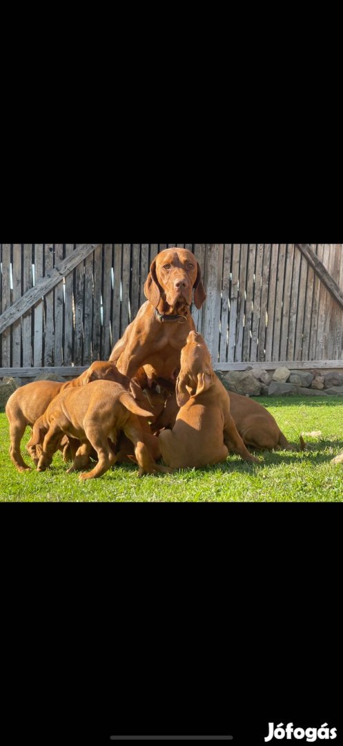 Fajtatiszta jellegű vizsla kölykök örökbefogadhatoak, ingyen elvihetők