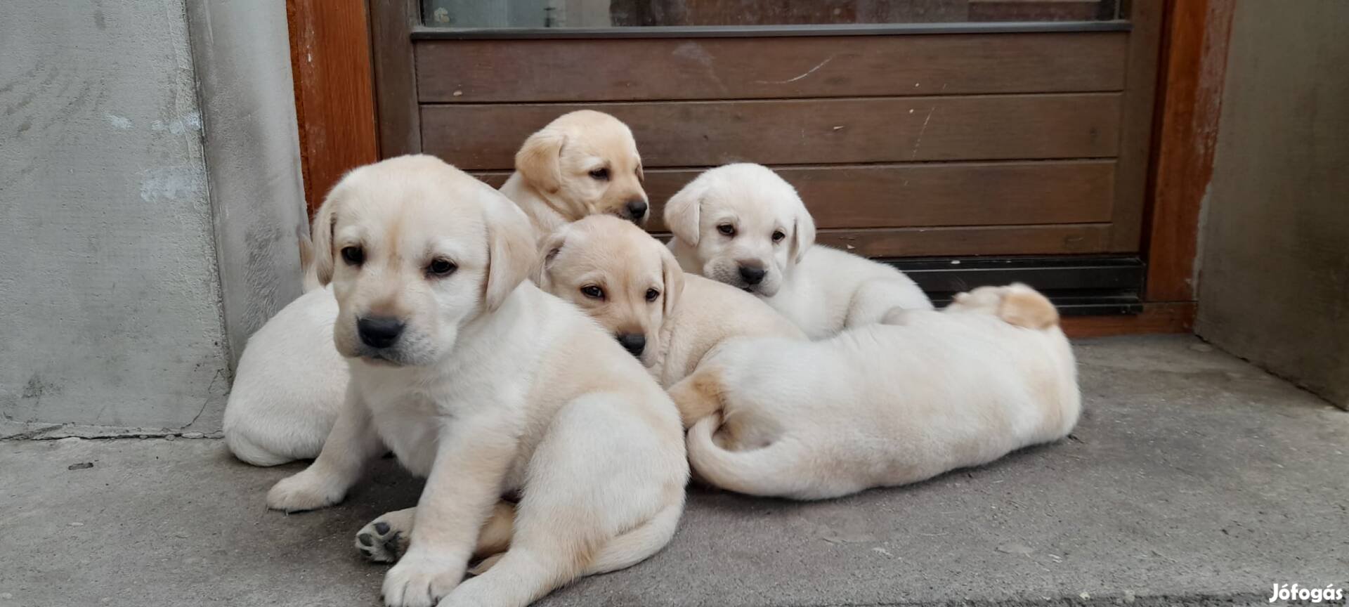 Fajtatiszta jellegűként Labrador ingyen elvihető!