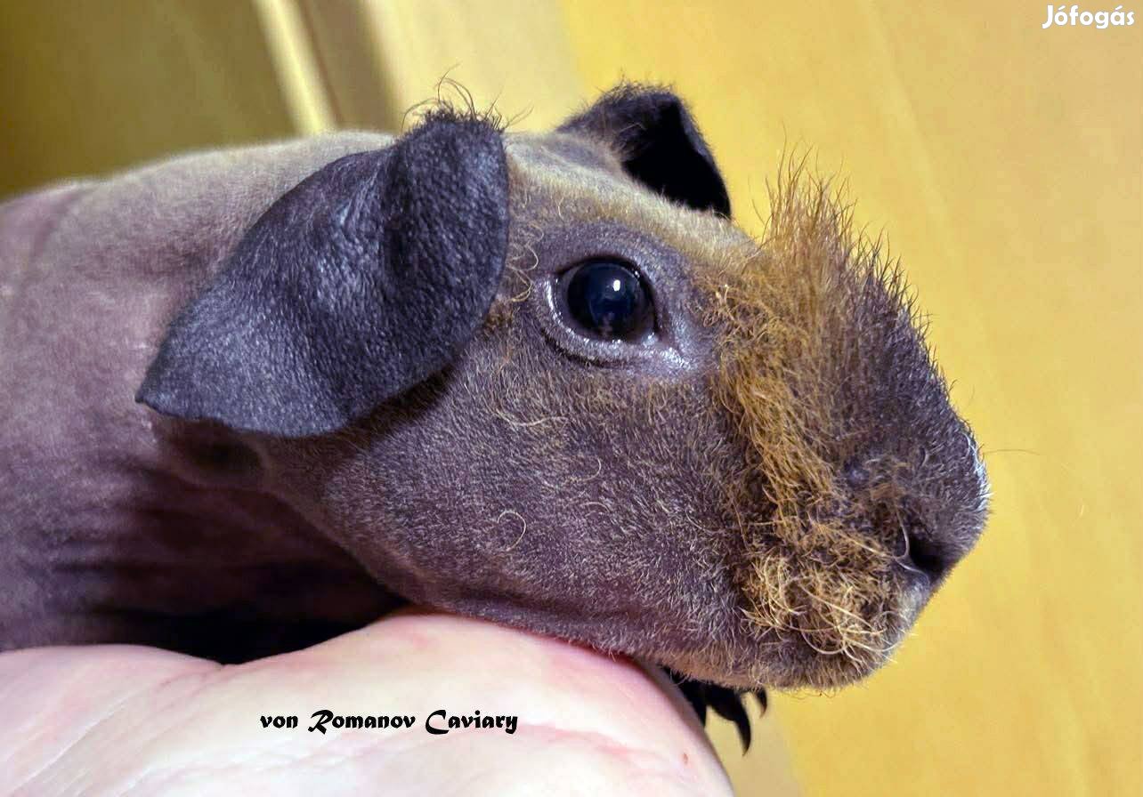 Fajtatiszta kopasz Skinny Tengerimalac kisfiú Gazdit keres