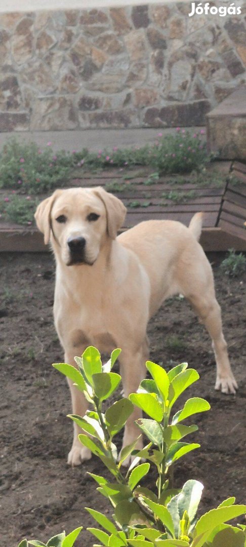 Fajtatiszta labrador kiskutya ingyen elvihető!