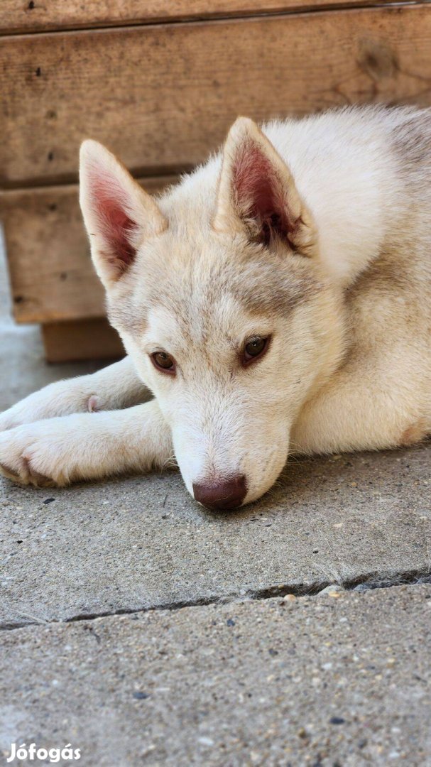 Fajtatiszta szibériai husky kan kiskutya