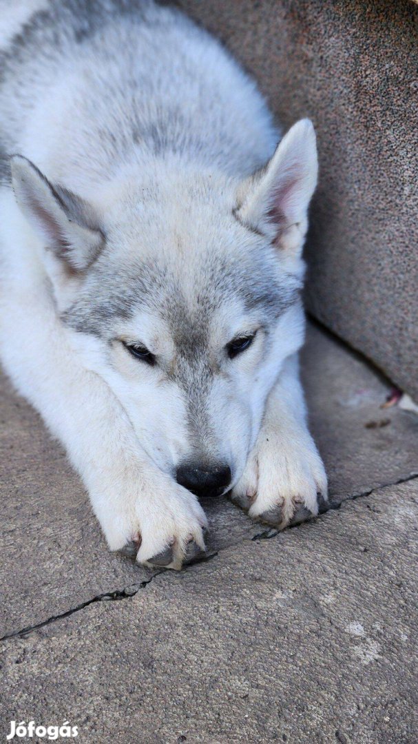 Fajtatiszta szibériai husky szuka kiskutya