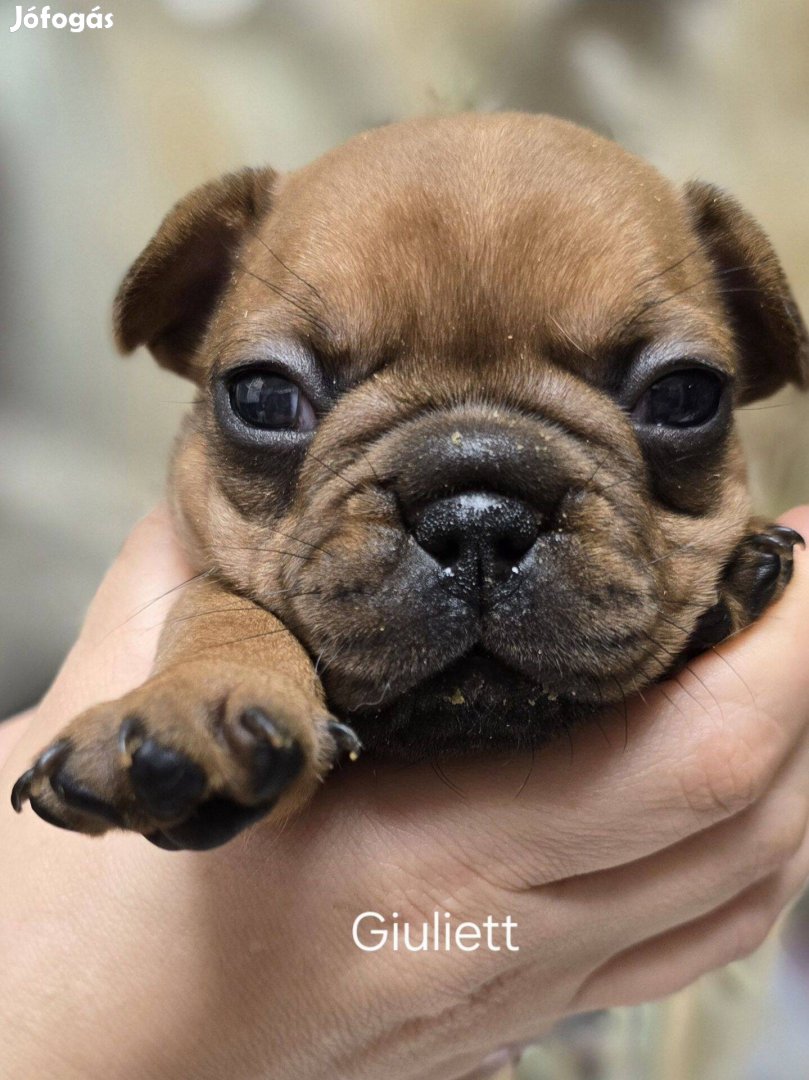 Fajtatiszta törzskönyves minőségi Francia Bulldog kiskutya tenyésztőtő