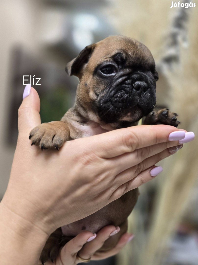 Fajtatiszta törzskönyves minőségi Francia Bulldog kiskutya tenyésztőtő