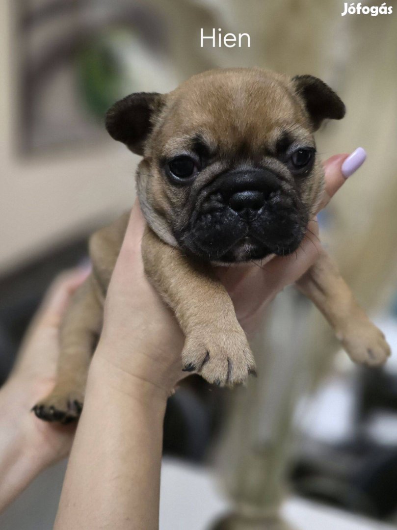 Fajtatiszta törzskönyves minőségi Francia Bulldog kiskutya tenyésztőtő