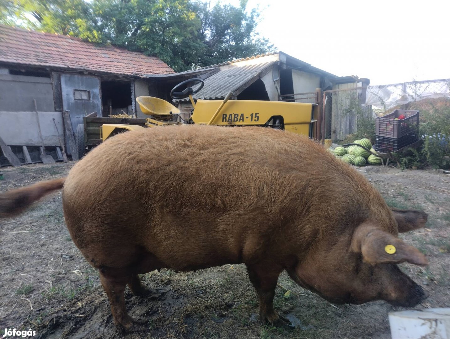 Fajtatiszta vörös mangalica disznó eladó 