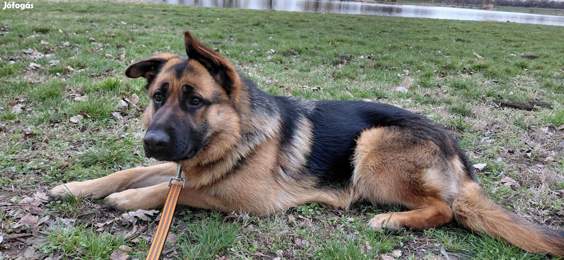 Fajtiszta, törzskönyves szuka németjuhász, 1 éves