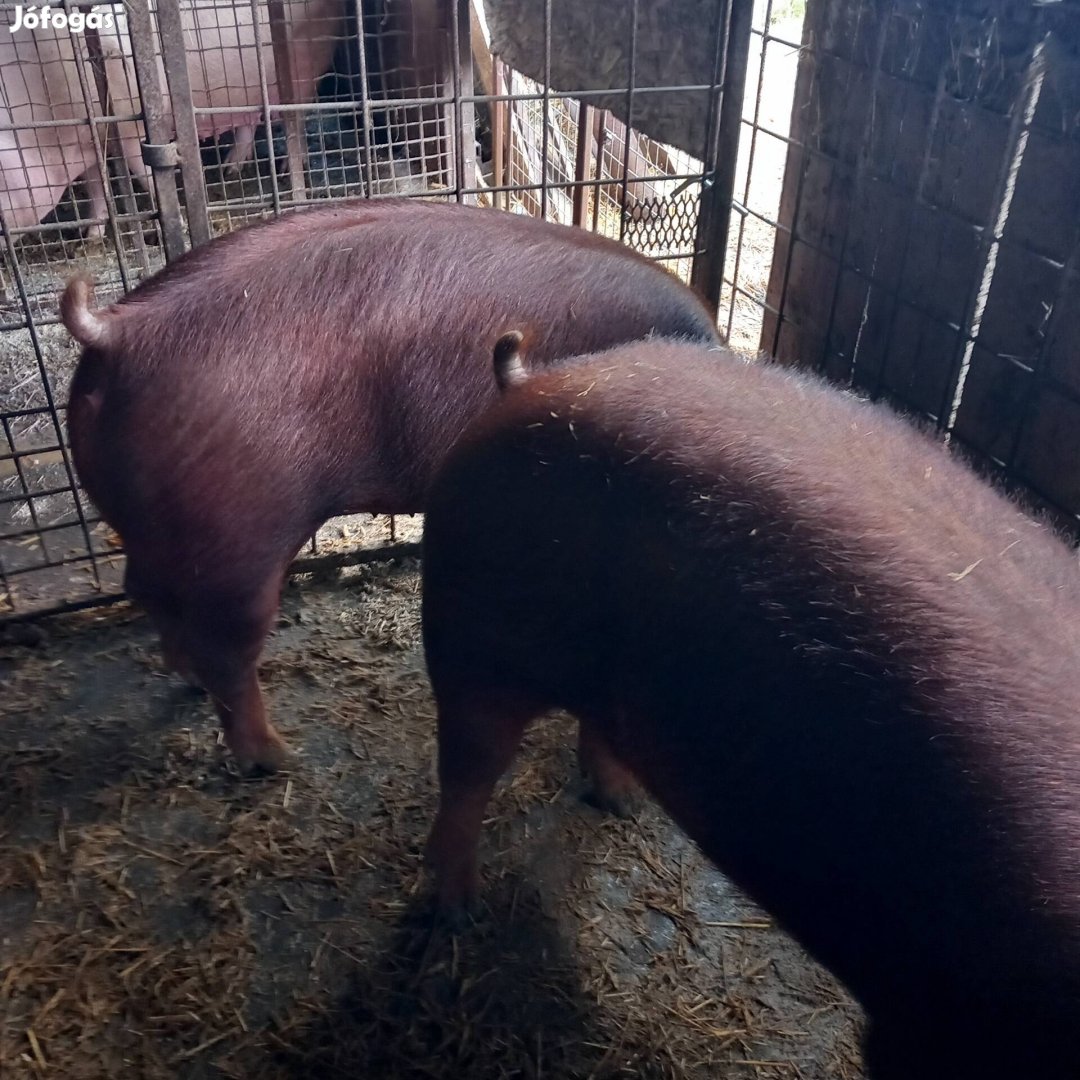 Fajtiszta duroc kocak eladok 6 és fél honaposak ! 