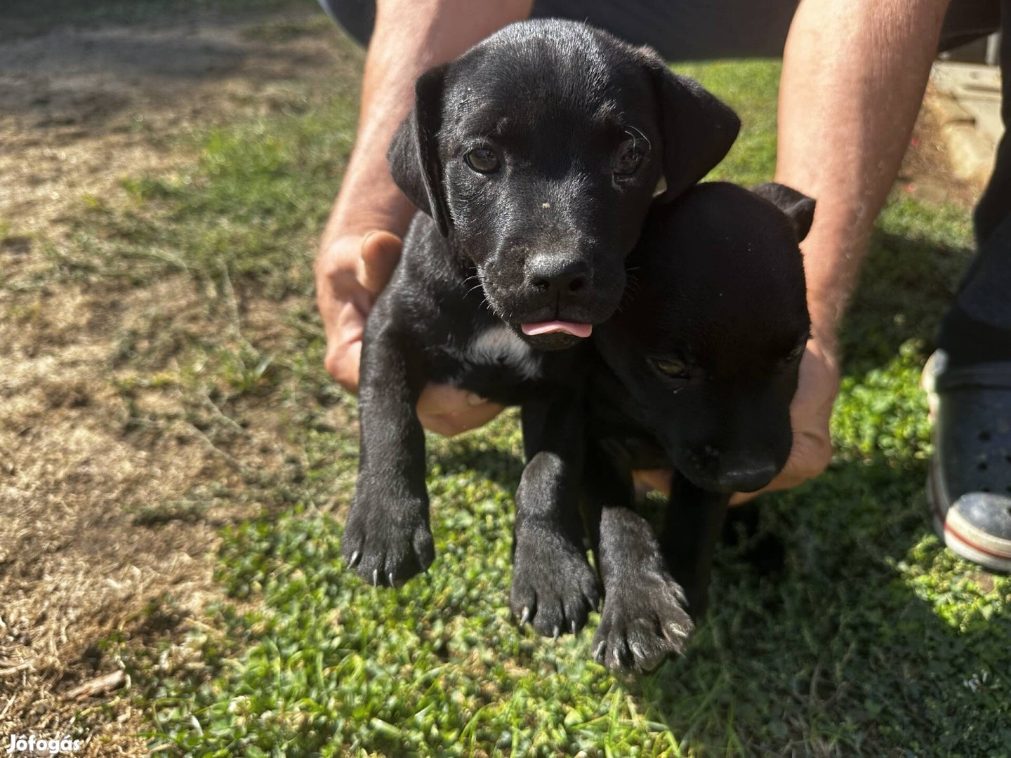 Fajtiszta jellegű Patterdale terrier kiskutyák