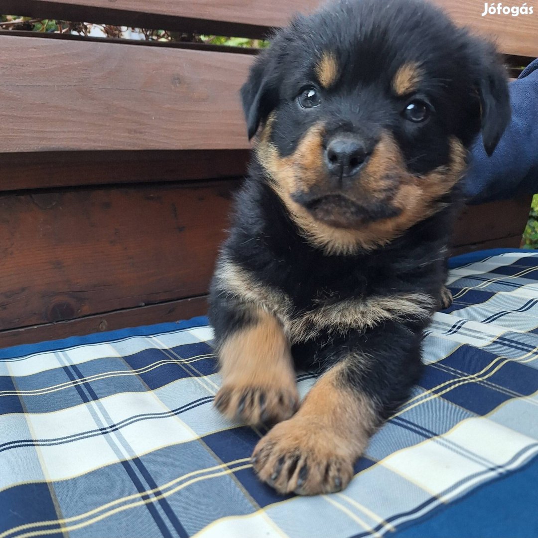 Fajtiszta jellegű rottweiler kislány ingyen elvihető