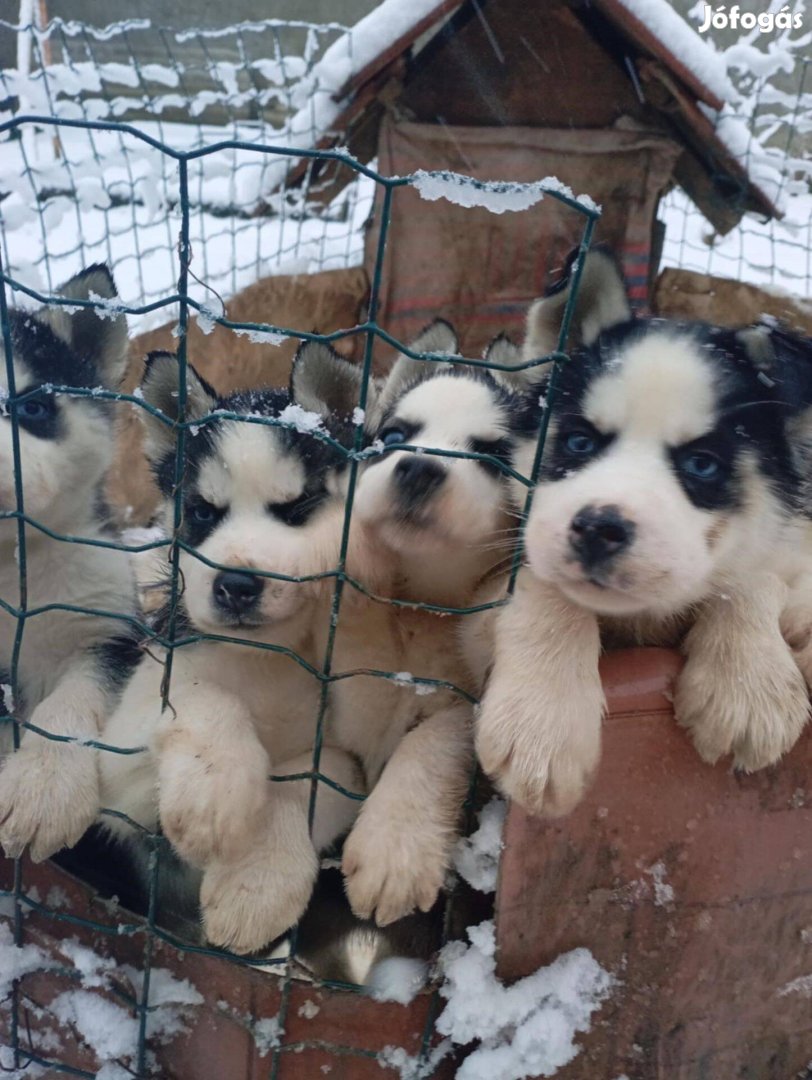 Fajtiszta jellegű szibériai husky kiskutyák elvihetőek