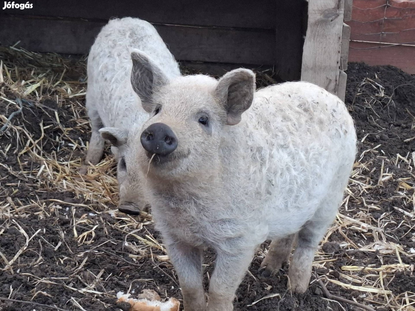 Fajtiszta szoke mangalica malacok eladoak 