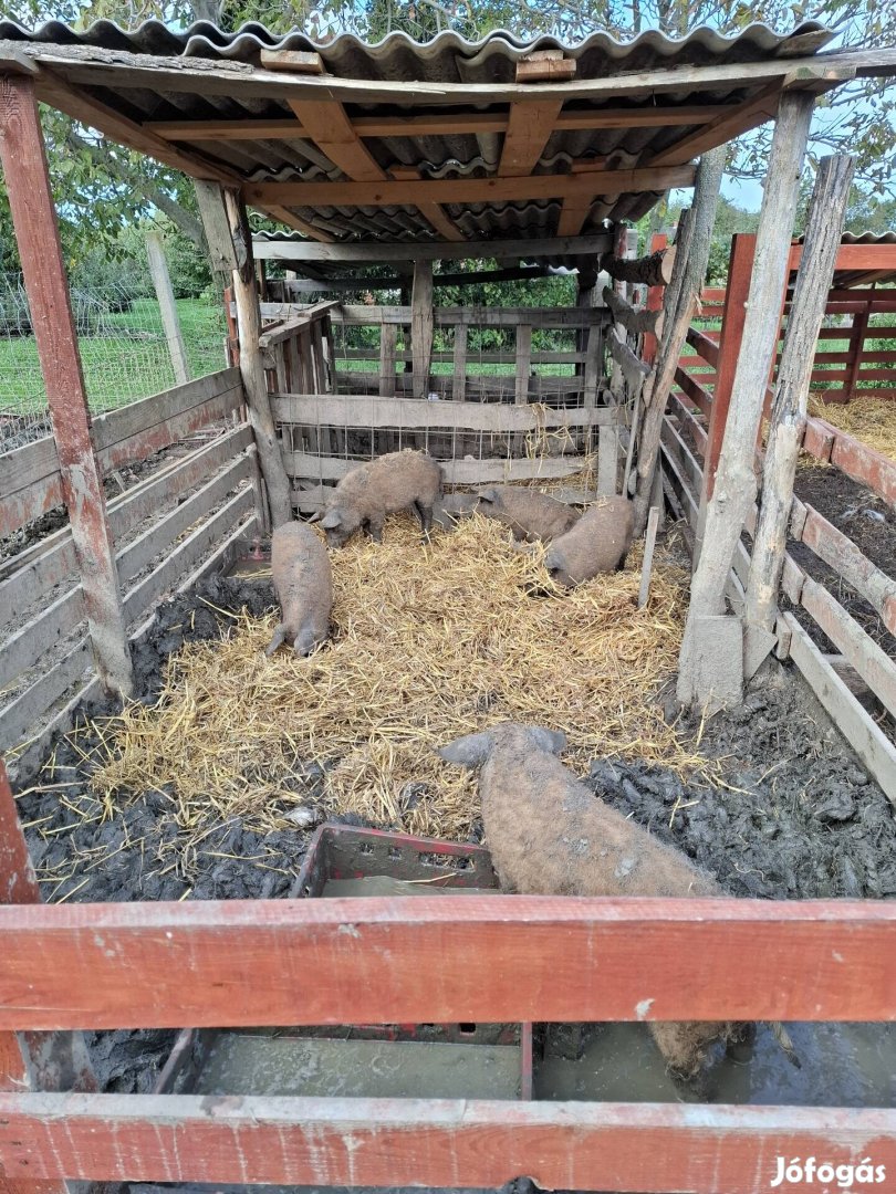 Fajtiszta voros mangalica malacok eladoak