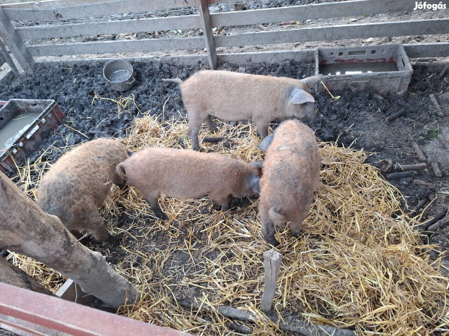 Fajtiszta voros mangalica malacok eladoak