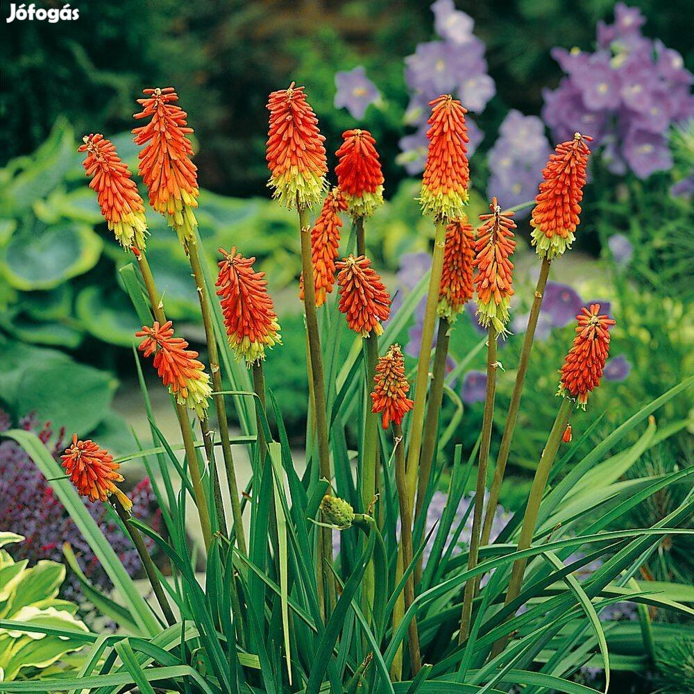 Fáklyaliliom Kniphofia uvaria évelő