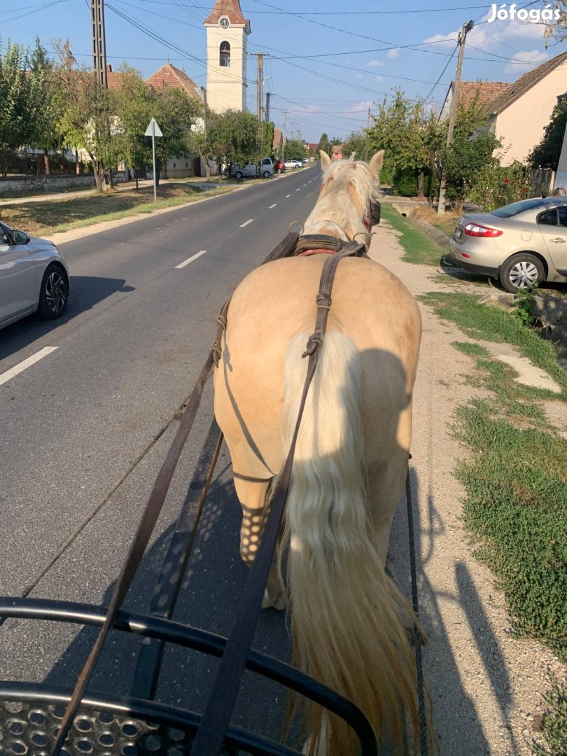 Fakó csődör eladó