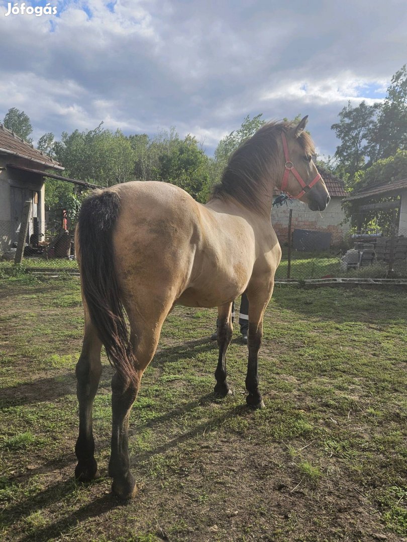 Fakó kanca csikó 