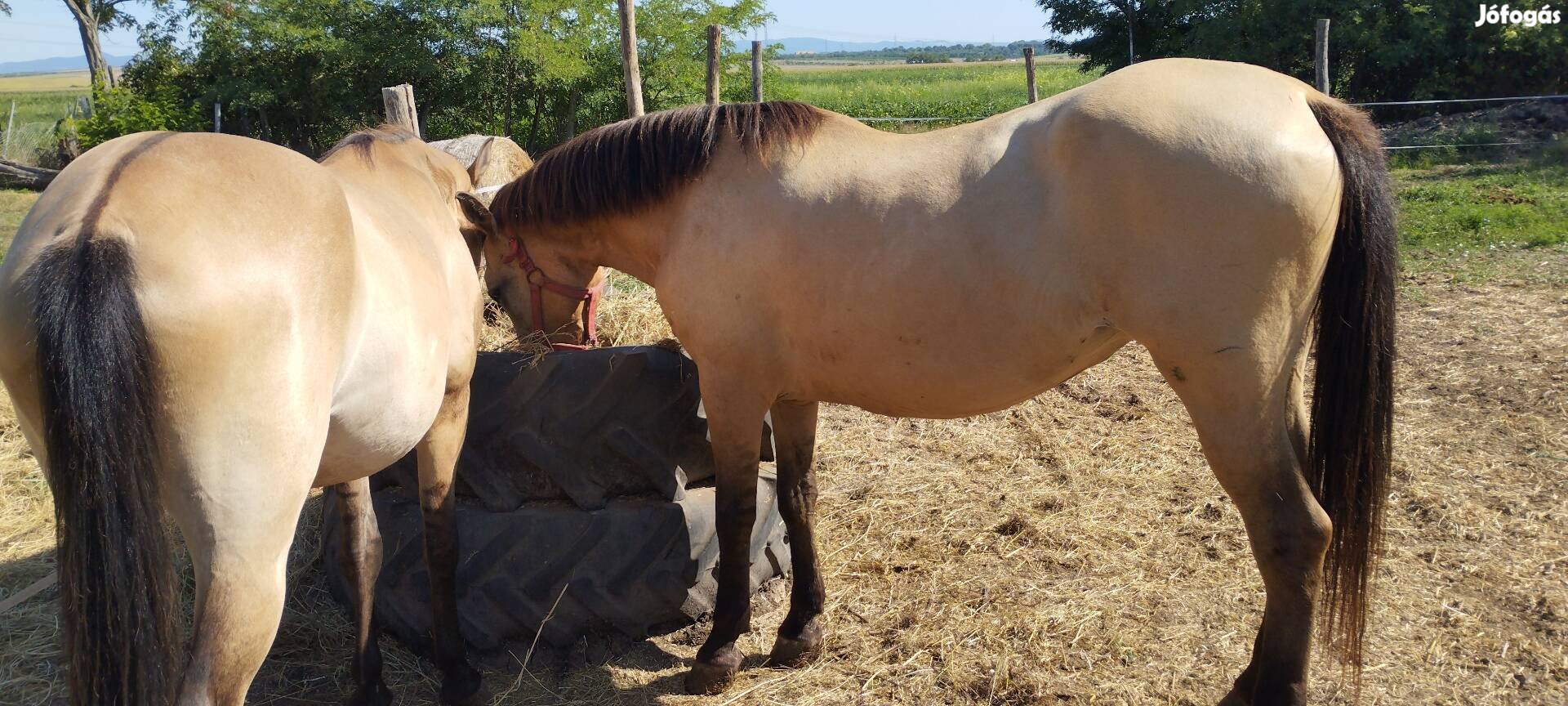 Fakó kanca eladó