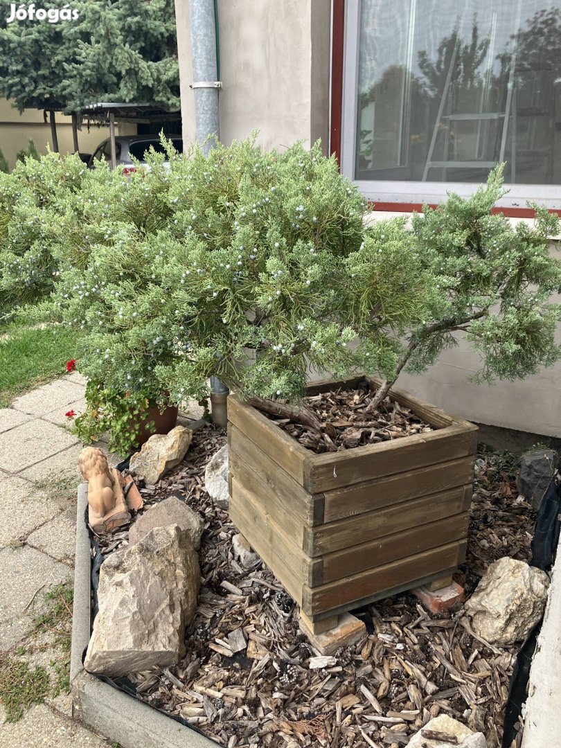 Faládás Bonsai jellegű Terülő Boróka 