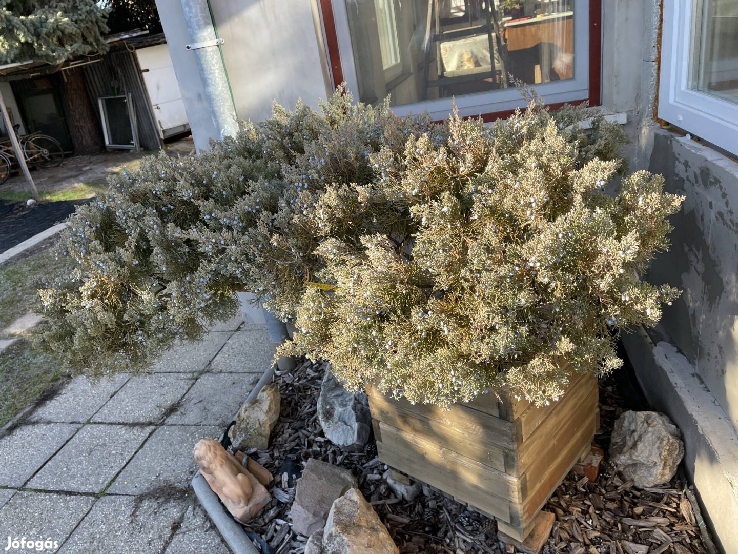 Faládás nagy méretű Bonsai jellegű Terülő Boróka 